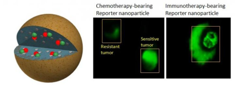 Imaging probes for cancer therapy